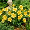 Liliowiec Stella D'oro