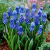 Szafirek Muscari Dark Eyes - duża paczka! - 50 szt.