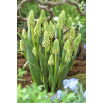 Szafirek zielony - Muscari Bellevalia Green Pearl - duża paczka! - 50 szt.