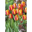 Tulipan Apeldoorn's Elite - 5 szt.