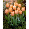 Tulipan Apricot Beauty - opak. 5 szt.
