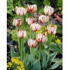 Tulipan Carnaval de Nice - 5 szt.