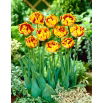 Tulipan Golden Nizza - opak. 5 szt.