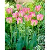 Tulipan Groenland - opak. 5 szt.