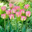 Tulipan Groenland - opak. 5 szt.