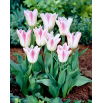 Tulipan Holland Chic - 5 szt.