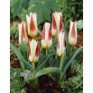 Tulipan Johann Strauss - opak. 5 szt.