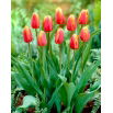 Tulipan Lambada - opak. 5 szt.