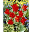 Tulipan Praestans Unicum - opak. 5 szt.