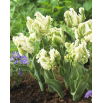 Tulipan Super Parrot - op. 5 szt.