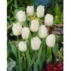 Tulipan Swan Wings  opak. 5 szt.