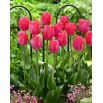 Tulipan Van Eijk - 5 szt.