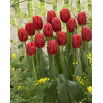 Tulipan czerwony - Red - duża paczka! - 50 szt.