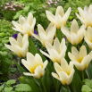 Tulipan niski - Concerto - 5 szt.