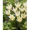 Tulipan niski - Concerto - 5 szt.