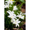 Śnieżnik lśniący biały - Chionodoxa luciliae alba - duża paczka! - 100 szt.