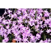 Śnieżnik lśniący różowy - Chionodoxa Rose Queen - duża paczka! - 100 szt.