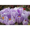 Krokus King of the Striped - duża paczka! - 200 szt.