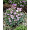 Szczawik chilijski - Oxalis Adenophylla - duża paczka! - 50 szt.