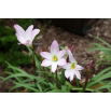 Ipheion - Ifejon - Charlotte Bishop - duża paczka! - 100 szt.
