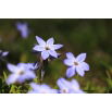 Ipheion - Ifejon - Rolf Fiedler - duża paczka! - 100 szt.