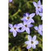 Ipheion - Ifejon - Rolf Fiedler - duża paczka! - 100 szt.