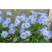 Ipheion - Ifejon - Rolf Fiedler - duża paczka! - 100 szt.