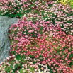 Skalnica - kolorowy dywan w ogrodzie!
