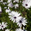 Osteospermum białe