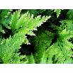 Róża jerychońska - Rose of Jericho - duża paczka! - 10 szt.