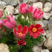 Sasanka Anemone pulsatilla - czerwona