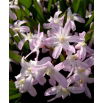 Śnieżnik Chionodoxa forbesii Pink Giant - duża paczka! - 100 szt.