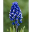 Szafirek Muscari Dark Eyes - duża paczka! - 50 szt.