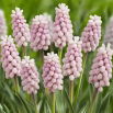 Szafirek różowy - Muscari Pink Sunrise - duża paczka! - 10 szt.