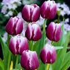 Tulipan Arabian Mystery - opak. 5 szt.