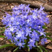Śnieżnik lśniący - Chionodoxa luciliae - 10 szt.
