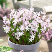 Śnieżnik Chionodoxa forbesii Pink Giant - duża paczka! - 100 szt.