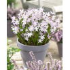 Śnieżnik Chionodoxa forbesii Pink Giant - duża paczka! - 100 szt.