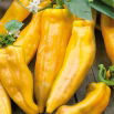 Papryka Corno di Toro Giallo - słodka, żółta