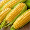 Kukurydza cukrowa Tasty Sweet F1 - wczesna, super słodka