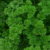 Pietruszka naciowa Rizado Verde Oscuro - kędzierzawa