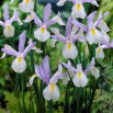 Irys holenderski Silvery Beauty - 10 szt.