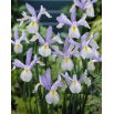 Irys holenderski Silvery Beauty - 10 szt.