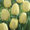 Tulipan Ivory Floradale opak. 5 szt.