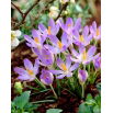Krokus Lilac Beauty - 10 szt.