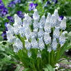 Szafirek Muscari Peppermint - op. 10 szt.