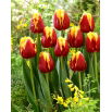 Tulipan Denmark - opak. 5 szt.