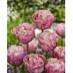 Tulipan Double Peony - pełny - opak. 5 szt.