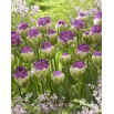 Tulipan Exquisit - lodowy - opak. 5 szt.