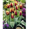 Tulipan Gavota - opak. 5 szt.